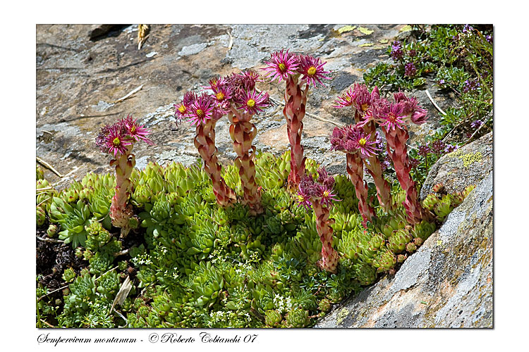 Sempervivum montanum / Semprevivo montano